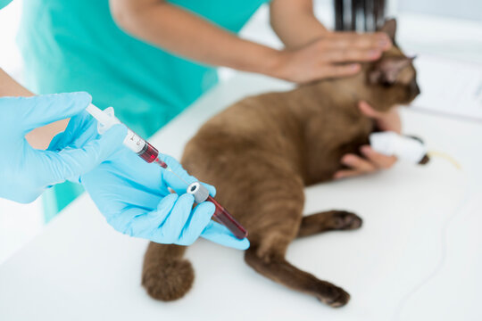 Imagem ilustrativa de Análises veterinárias