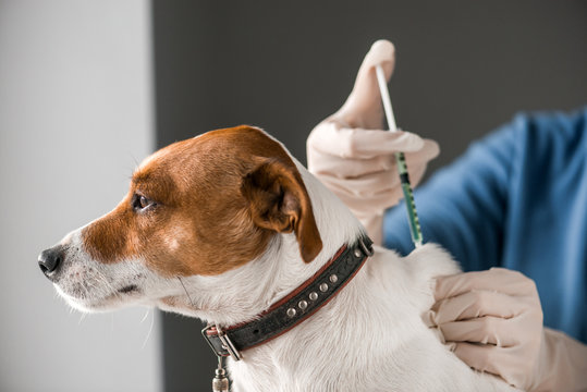 Imagem ilustrativa de Antirrábica cachorro