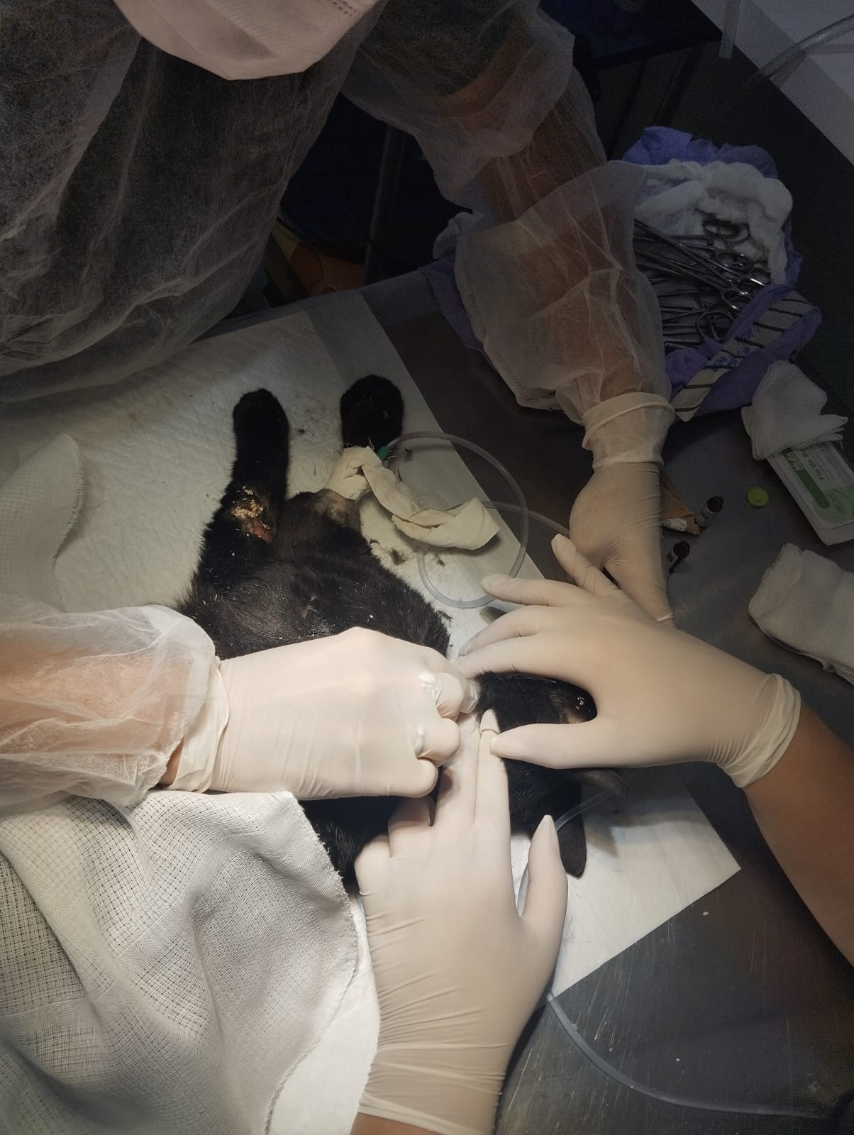Imagem ilustrativa de Cirurgia em cães