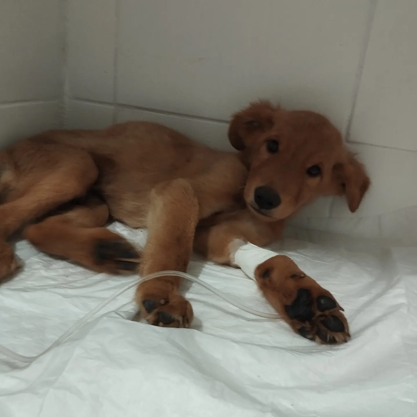 Exame de sangue cachorro preço