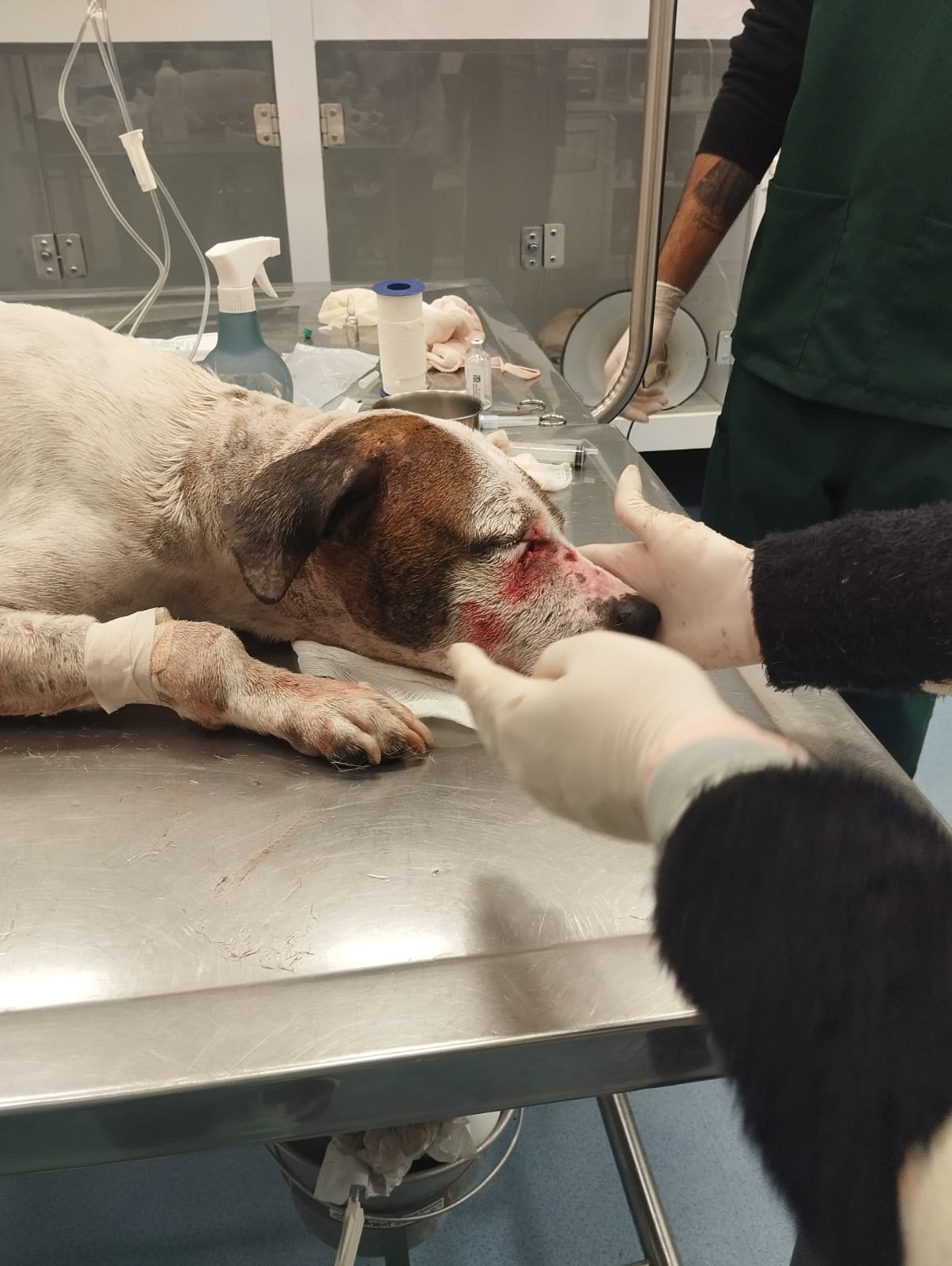 Exames para cachorro no Rio Grande do Sul