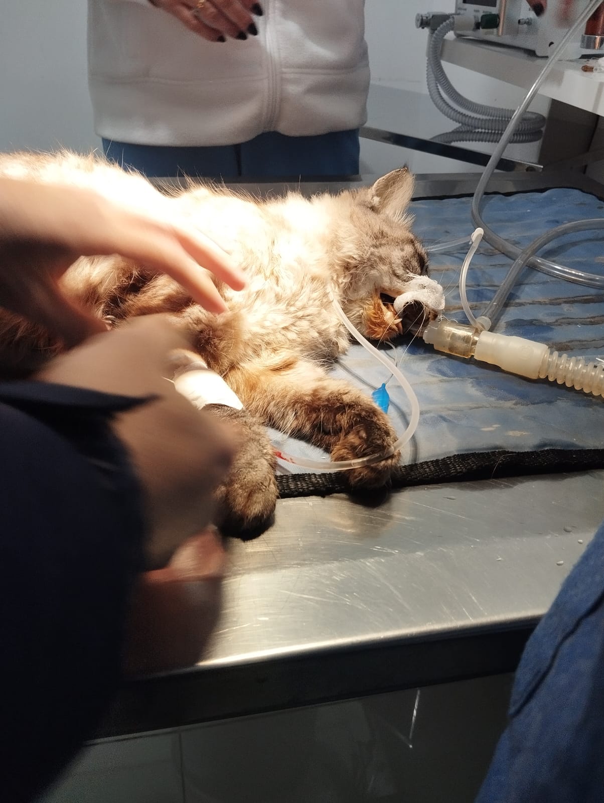 Imagem ilustrativa de Internação veterinária perto de mim