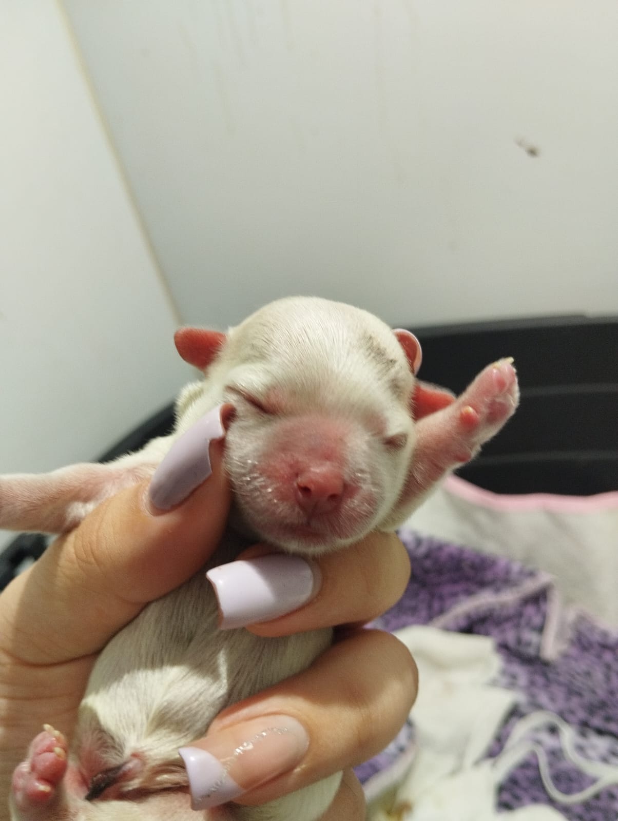 Imagem ilustrativa de Laboratório veterinário próximo a mim