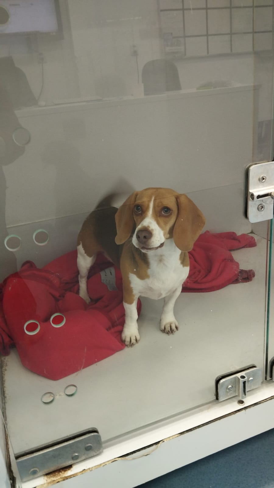 Imagem ilustrativa de Oftalmologista para cachorro em Novo Hamburgo