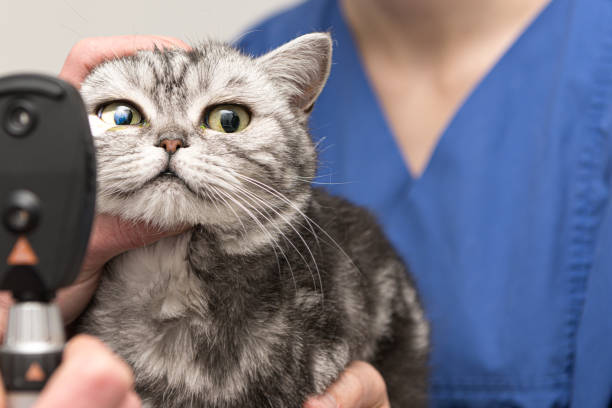 Imagem ilustrativa de Preço consulta oftalmologista veterinário
