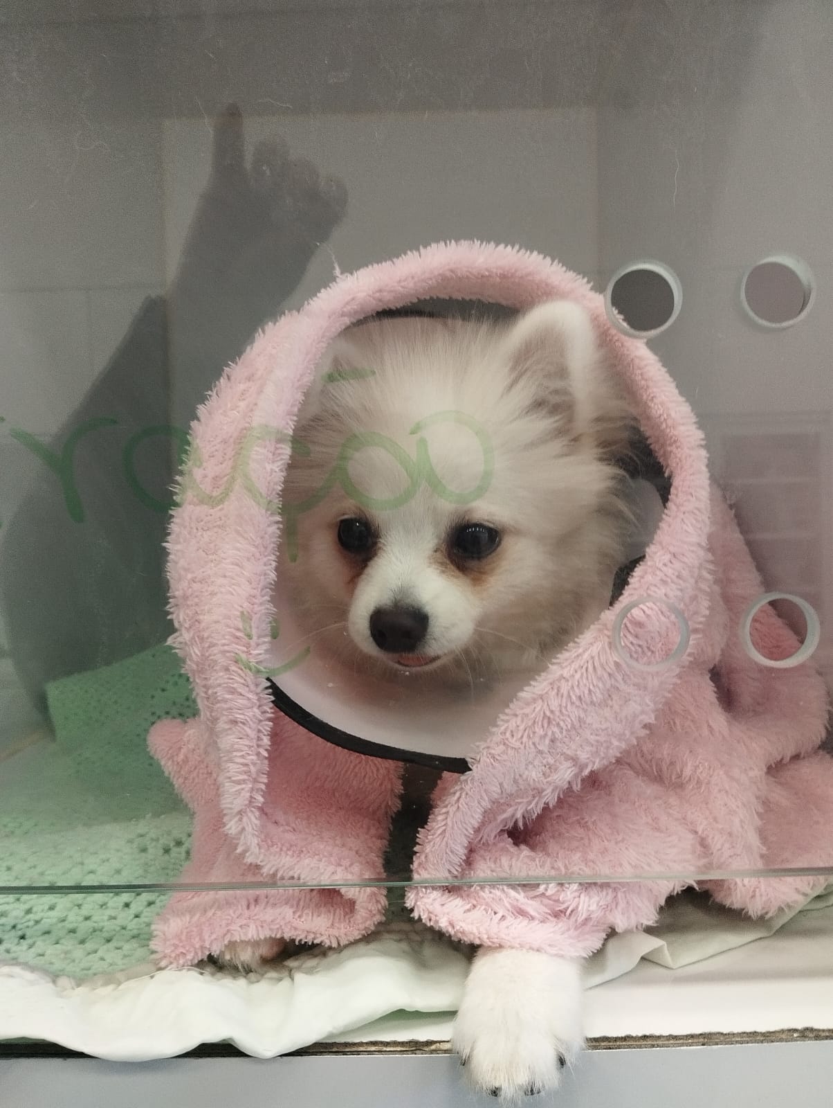 Imagem ilustrativa de Preço da consulta veterinaria em Novo Hamburgo