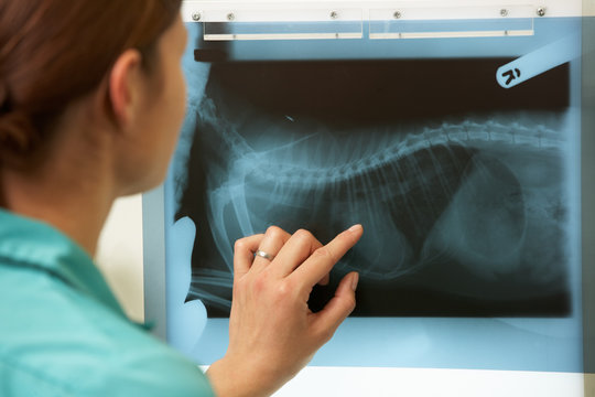 Imagem ilustrativa de Raio x veterinário preço