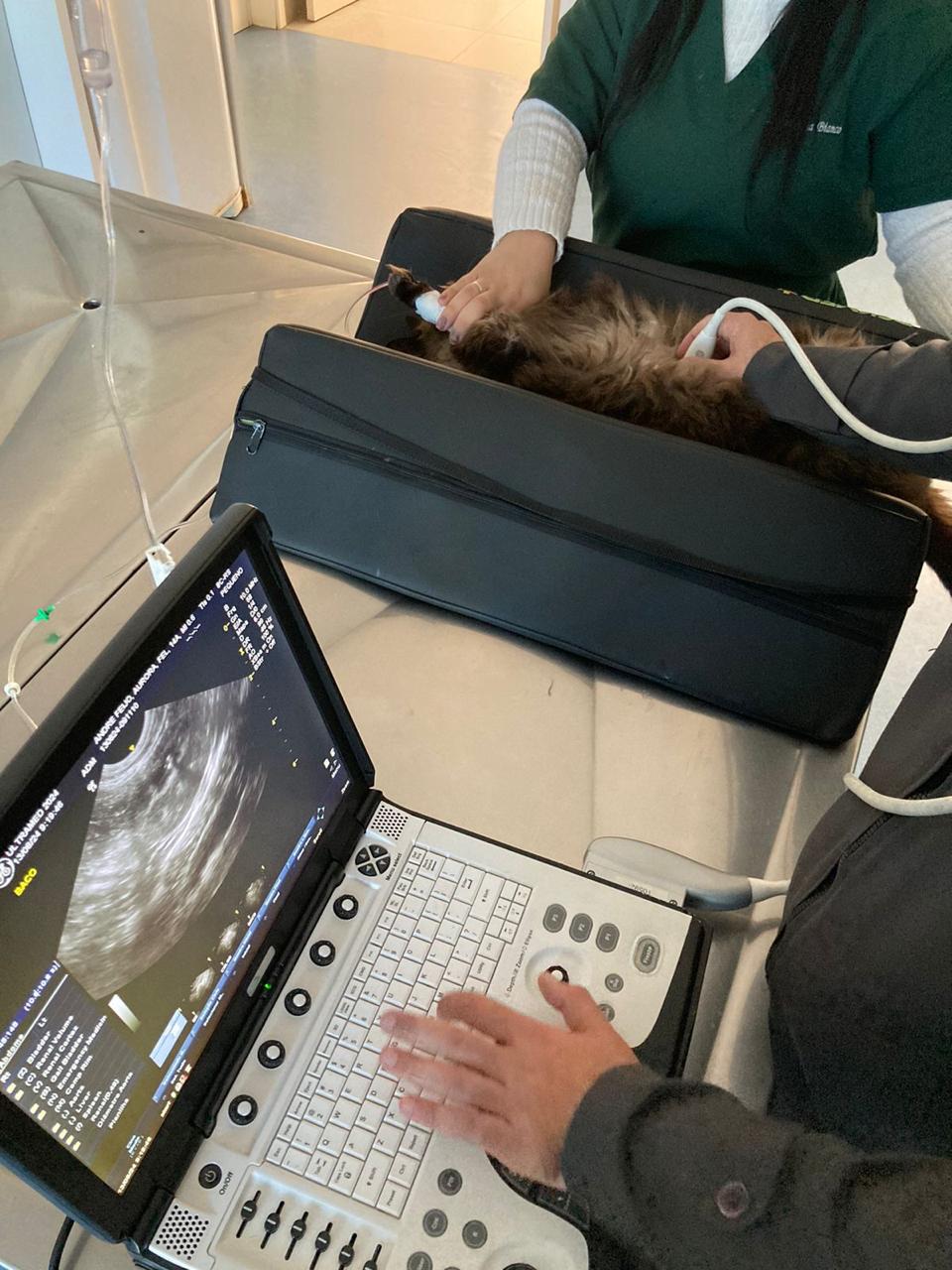 Ultrassom vet em Novo Hamburgo