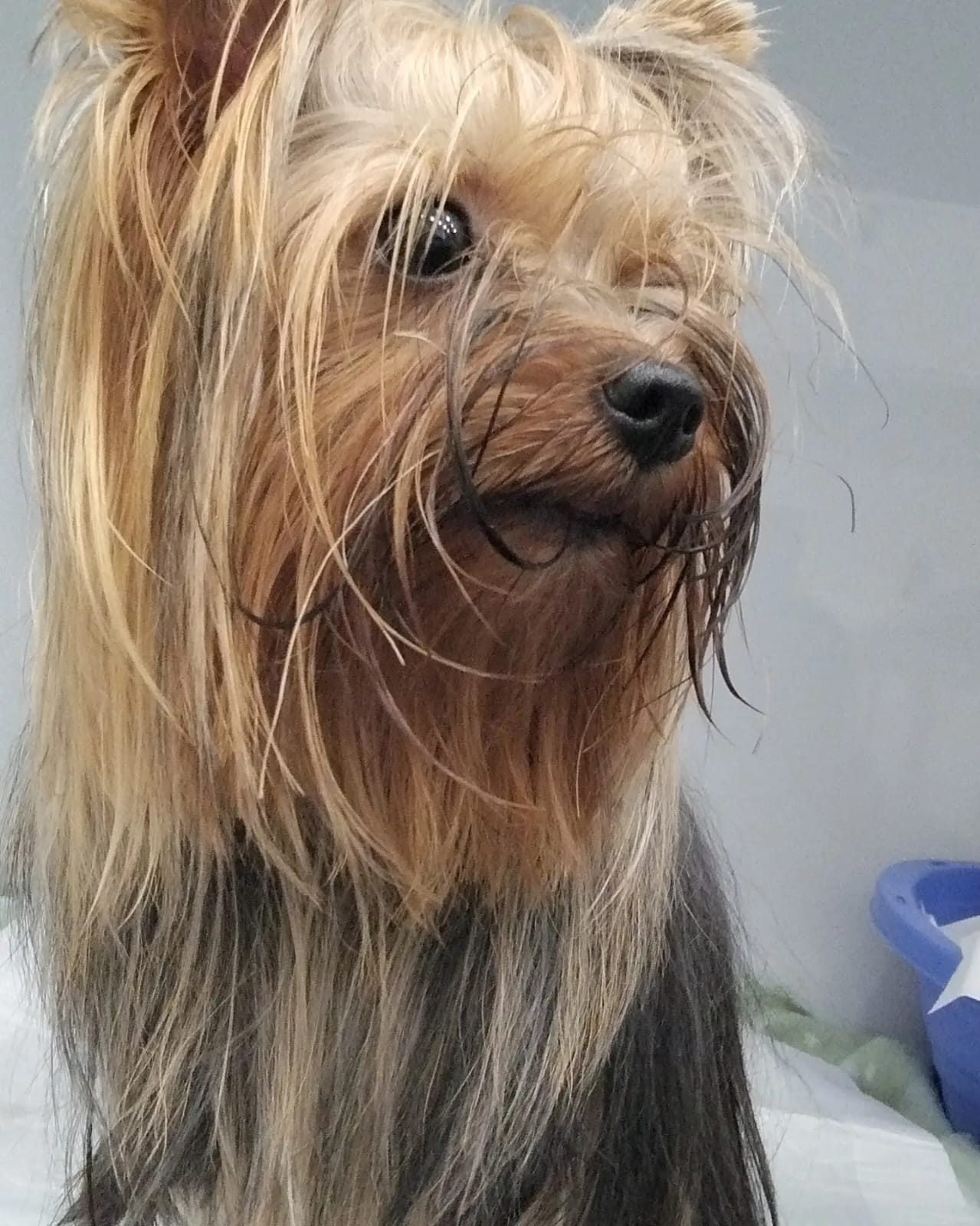 Vacina da raiva cachorro em Novo Hamburgo