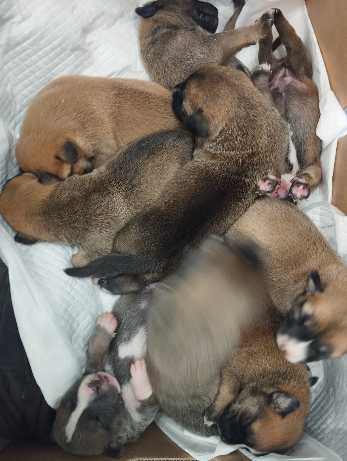 Vacinação para cachorros
