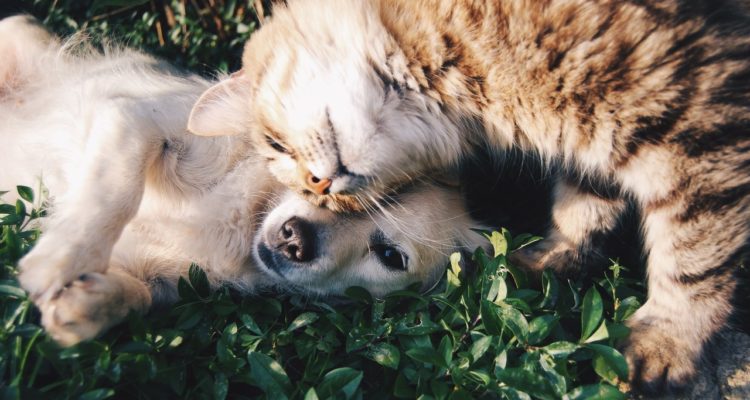 cachorro e gato juntos deitados na grama