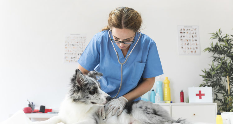 veterinário 24 horas cuidando do cachorro