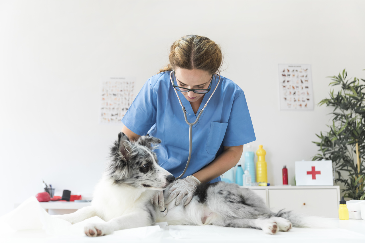 veterinário 24 horas cuidando do cachorro
