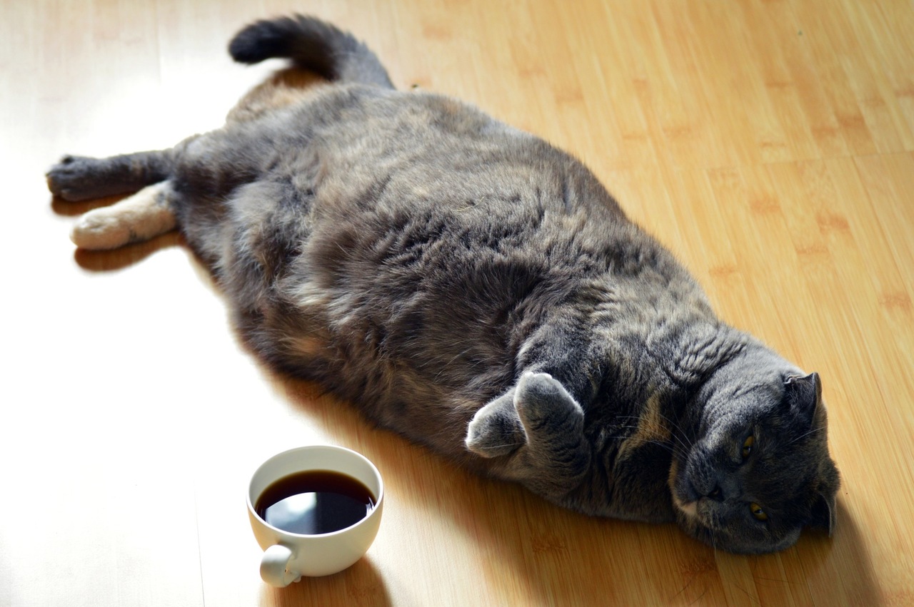 gato acima do peso deitado no chão com xícara de café ao lado