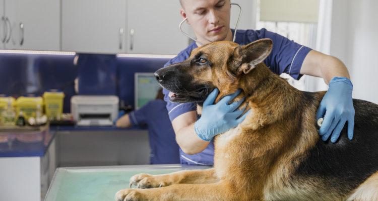 cachorro-medicina-veterinária-preventiva