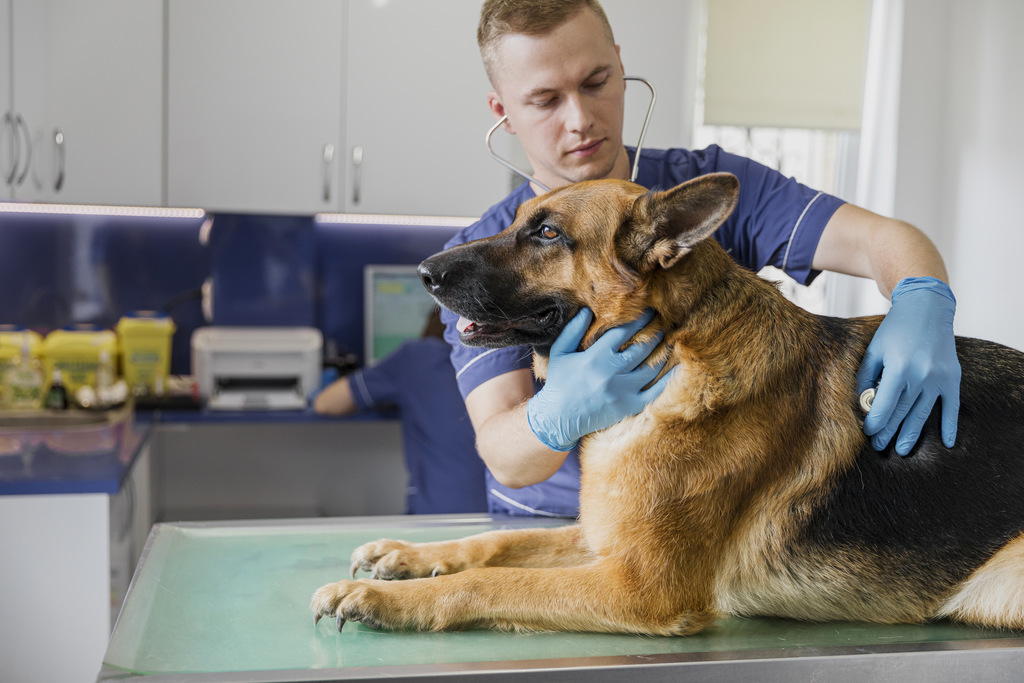 cachorro-medicina-veterinária-preventiva