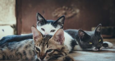 felinos-vacina-antirrábica-para-gatos