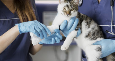 gato-fisioterapia-veterinária